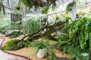 仙湖植物园(蕨类中心+幽溪）