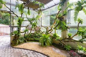 仙湖植物园(蕨类中心+幽溪）