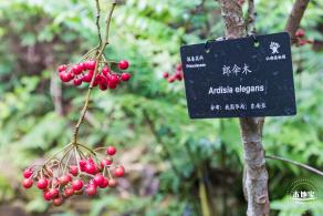 仙湖植物园(蕨类中心+幽溪）