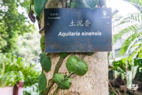 仙湖植物园(蕨类中心+幽溪）
