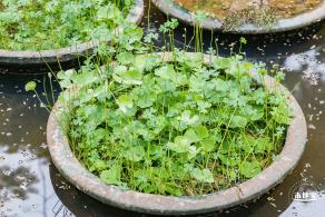 仙湖植物园(蕨类中心+幽溪）