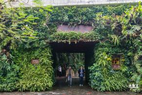 仙湖植物园(蕨类中心+幽溪）