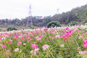 坪山坑梓花海