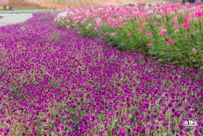 坪山坑梓花海