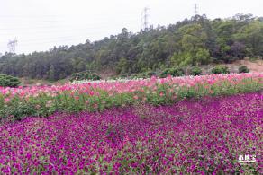 坪山坑梓花海