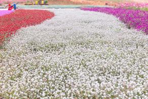 坪山坑梓花海