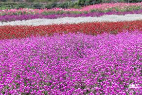 坪山坑梓花海