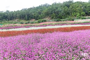 坪山坑梓花海