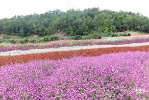 坪山坑梓花海