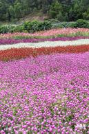 坪山坑梓花海