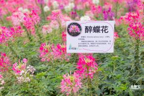 坪山坑梓花海