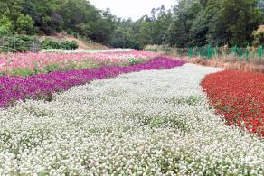 坪山坑梓花海