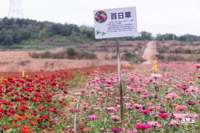 坪山坑梓花海