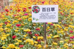 坪山坑梓花海