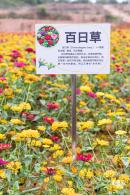 坪山坑梓花海