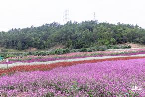 坪山坑梓花海