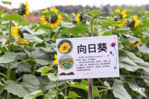 坪山坑梓花海