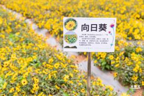 坪山坑梓花海
