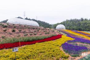 坪山坑梓花海