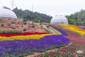 坪山坑梓花海