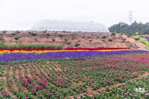 坪山坑梓花海