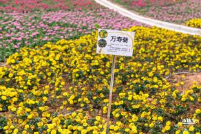 坪山坑梓花海