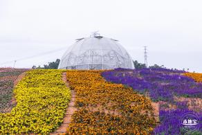 坪山坑梓花海