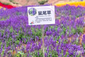 坪山坑梓花海