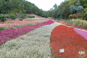 坪山坑梓花海