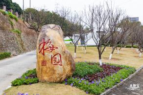 梅园2021