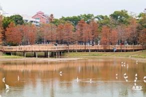 莲花山公园落羽杉