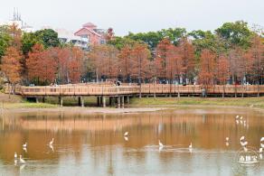莲花山公园落羽杉