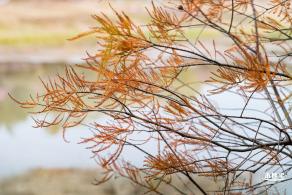 莲花山公园落羽杉