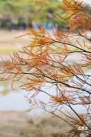 莲花山公园落羽杉