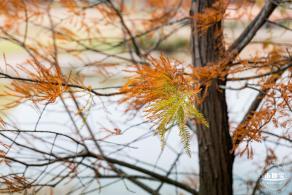 莲花山公园落羽杉