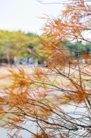 莲花山公园落羽杉