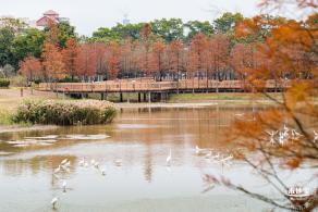 莲花山公园落羽杉