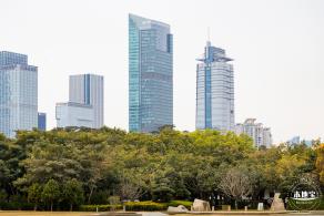 莲花山公园落羽杉