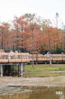 莲花山公园落羽杉