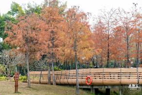 莲花山公园落羽杉