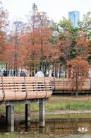 莲花山公园落羽杉
