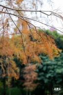 莲花山公园落羽杉