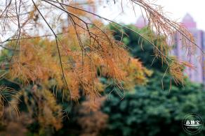 莲花山公园落羽杉