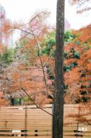 莲花山公园落羽杉