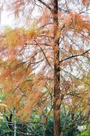 莲花山公园落羽杉