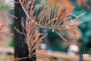 莲花山公园落羽杉