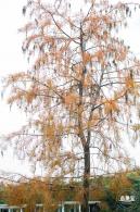 莲花山公园落羽杉