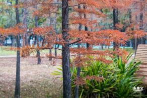 莲花山公园落羽杉