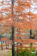 莲花山公园落羽杉