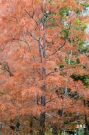 莲花山公园落羽杉